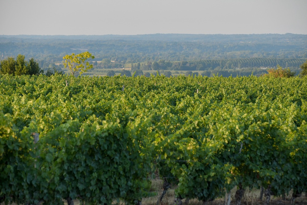 Clos d'Yvigne
